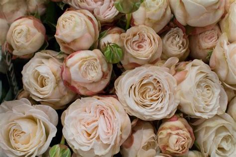 89 Best Flower Varieties Images On Pinterest Wedding