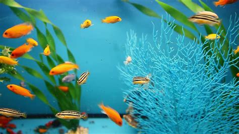 Blue Aquarium Background Calm Fish Swim Stock Footage Video 100