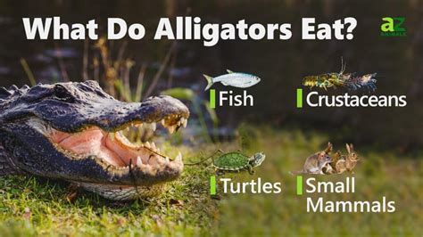 Do Alligators Eat Turtles Or Are They Friendly Siberinternet