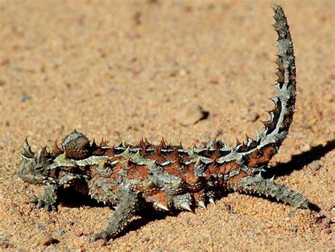 Which star was in both films? Australian Lizards