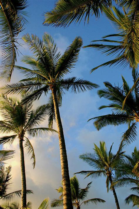 Tropical Palm Trees Of Maui Hawaii Photograph By Pierre