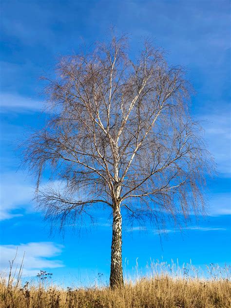 Leafless Birch Tree Free Stock Photo Public Domain Pictures