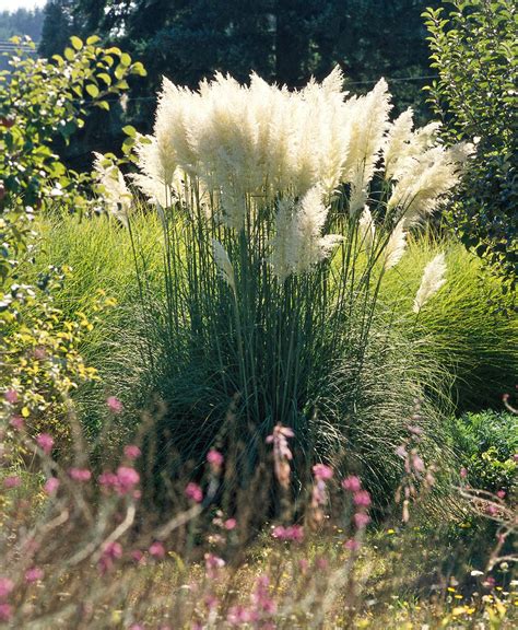 Ornamental Grasses For Adding Texture To Your Garden