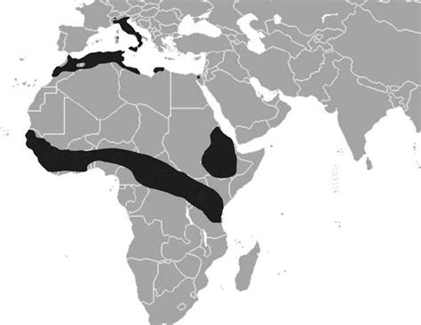 Current Distribution Of The Crested Porcupine Hystrix Cristata L