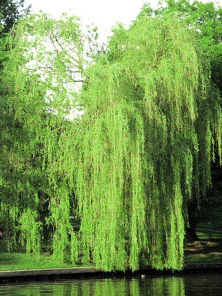 How To Grow Weeping Willows In Florida Garden Guides Weeping Willow