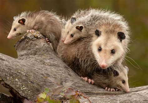 Virginia Opossum Description Habitat And Facts Britannica