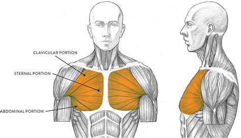 Muscles sketch in the general shapes of the different sets of muscles. Muscles of the Neck and Torso - Classic Human Anatomy in ...
