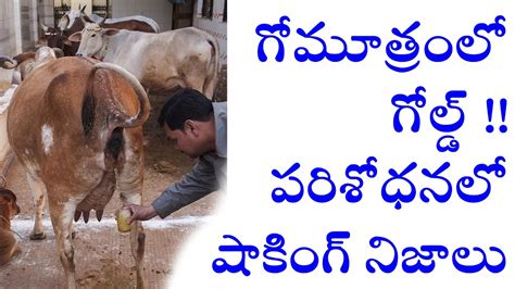 Gold Particles Identifies In Cows Urine Sceintist Latest Research On Cow Urine Youtube