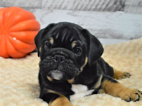 English Bulldog Dog Male Black And Tan 2897767 Petland Dunwoody Puppies