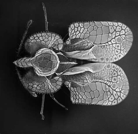 What Are The Coolest Photos From Electron Microscopes Quora Insect