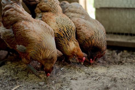 backyard chicken flock best breeds for suburbia oak abode