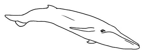 You can print or color them online at getdrawings.com for absolutely free. Kids Drawing of a Blue Whale Coloring Page - NetArt