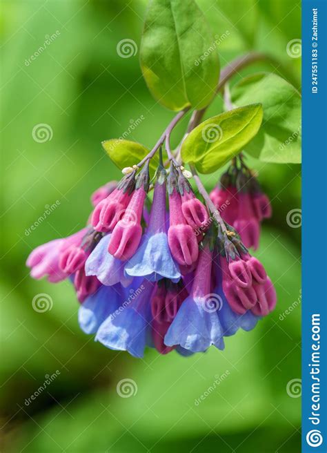 Pink And Blue Virginia Bluebell Blossoms Hanging Down Stock Image