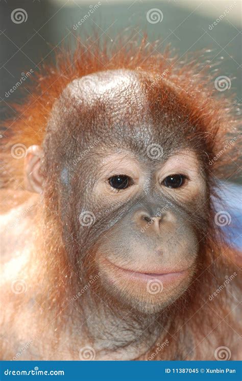Ape Head Stock Image Image Of Fauna Glance Contemplation 11387045
