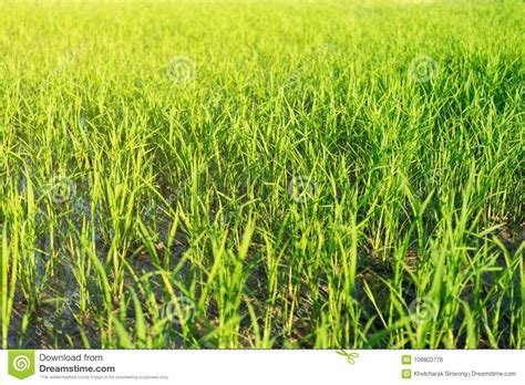 Close Up Of Greenfield And Rice Seedlings Stock Photo Image Of