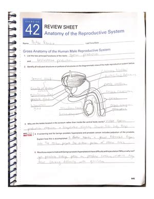 Gross Anatomy Of The Muscular System Review Sheet Exercise BIO Studocu