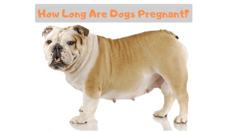 A Full Guide To Dogs Pregnancy How Long Are Dogs Pregnant Our Dog