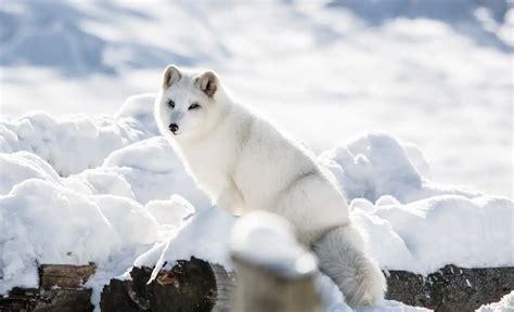 Arctic Fox Adaptations Habitat And Behavior All Things Foxes