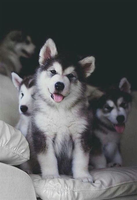 Pin By Gabriel Tiron On Câini In 2020 Cute Dogs Malamute Puppies