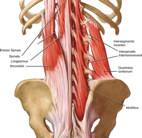 Psoas Muscle And Quadratus Lumborum Porn Sex Picture