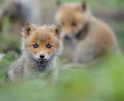 20 Adorable Baby Fox Photos