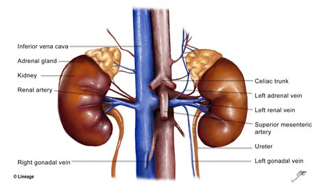 Kidney Anatomy Renal Medbullets Step 1