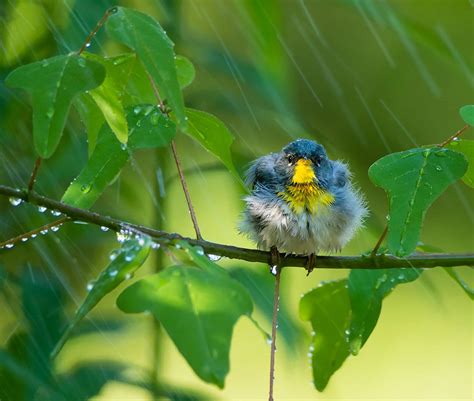 Why Do Birds Avoid Flying In The Rain Audubon