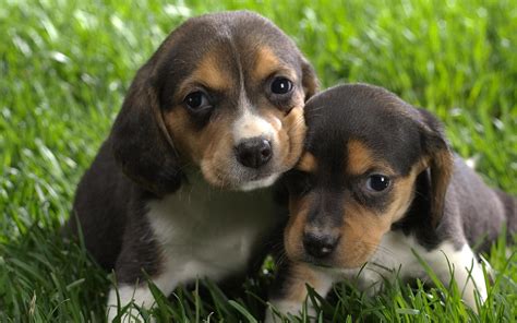 Dogs Beagle Hd Desktop Wallpaper Widescreen High Definition