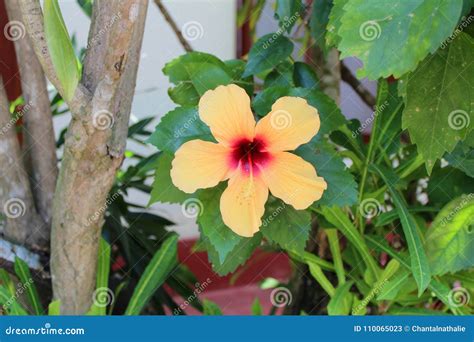 Beautiful Tropical Flowers Stock Image Image Of Gardening 110065023