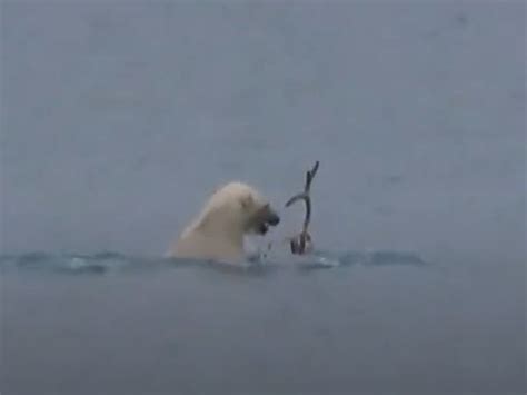 Polar Bear Captured On Video Drowning Reindeer As Climate Crisis