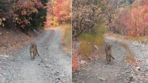 Cougar Stalks Man Who Was Running On A Trail In The Us Scary Viral