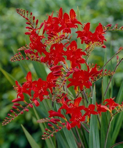 Take A Look At This Live Crocosmia Lucifer Plant Set Of 10 Today