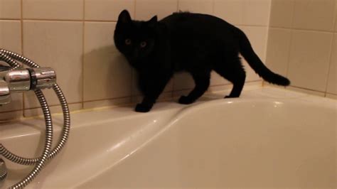 Black Cat In White Bath Youtube