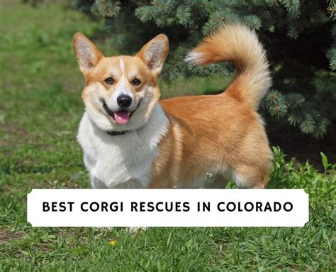 Beste Corgi Rescues In Colorado 2021 Doodlehundefreundde