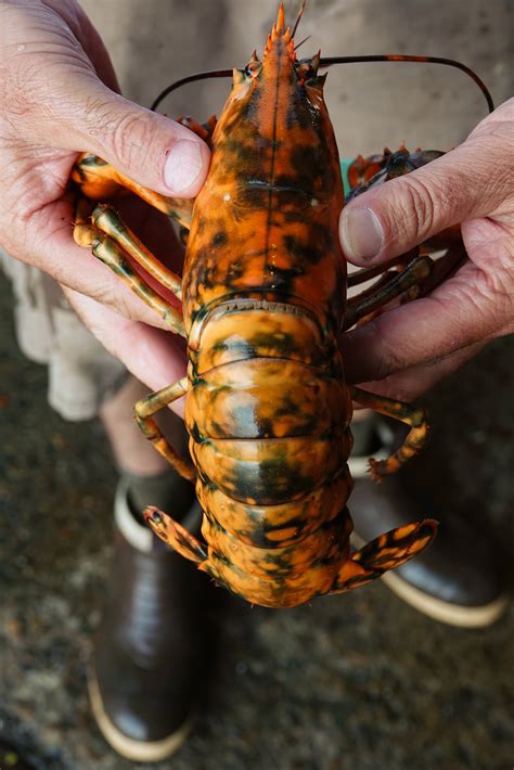 Calico Lobster — Pat Morss Good Morning Gloucester