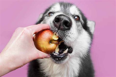 What Fruits Can Dogs Eat Our Top 10 List
