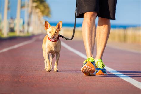 Benefits To Walking Your Dog After A Thanksgiving Day Meal Love And