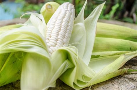 Check spelling or type a new query. Pertama Kali Coba Jajanan Khas Bali, Jagung Ketan Rebus ...