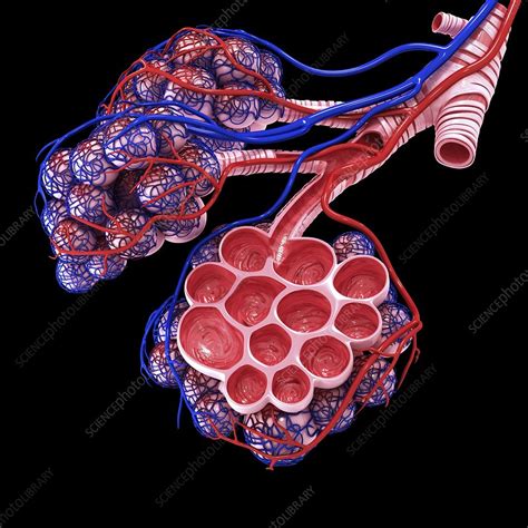 Human Alveoli Artwork Stock Image F Science Photo Library