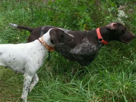 Justin Brown German Shorthaired Pointer Puppies For Sale