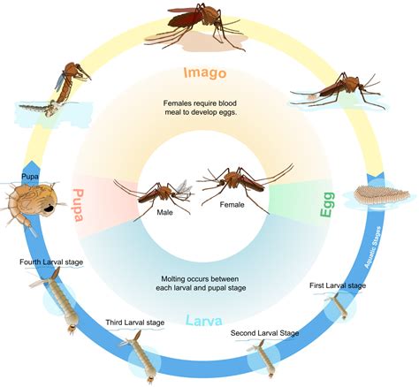 All the different stages animals go through. Biological life cycle - Wikipedia