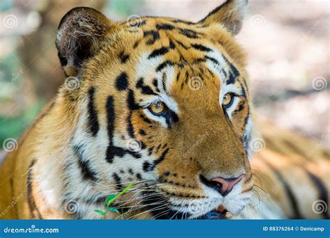 Tiger Roaming Wild Stock Photo Image Of Color Black 88376264