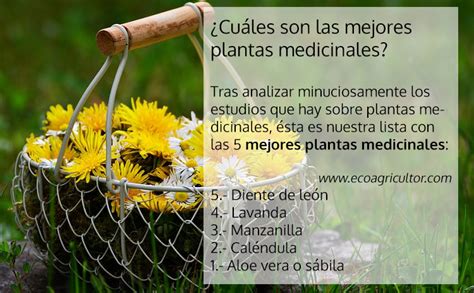 5 Plantas Medicinales Y Para Que Sirve Y Como Se Preparan Plantă Blog