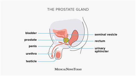 Prostate Functions Diseases Structure And Tests 2022
