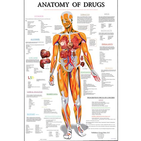 A tendon is composed of dense fibrous connective tissue. Anatomy Poster (Large) - streetdrugs