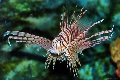 Pterois Volitans Or Red Lionfish And For