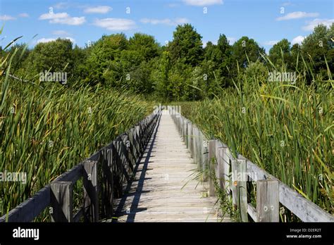 Boardwalk Over The Marsh Stock Photo Alamy