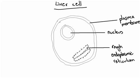 Liver Cell Diagram Igcse
