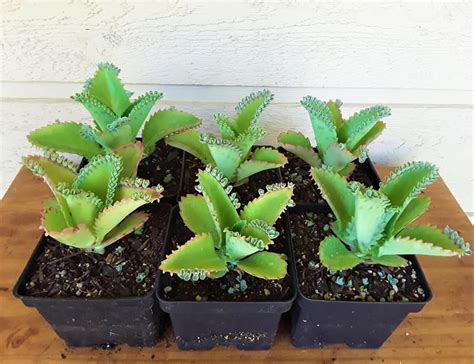 In so doing $1000s and $10,000s are leaking out of the process and rarely do they hit their cloning goal they set for themselves. 2/4/6 Mother Of Thousands Plants FREE US Shipping | Etsy ...