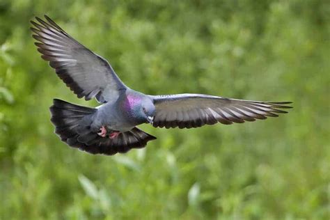 Study Shows One Reason Why Pigeons So Rarely Crash Focusing On Wildlife